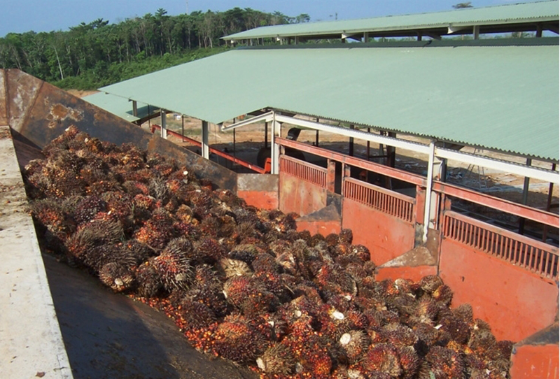 5TPH Complete palm fruit production line, palm oil production line ghana
