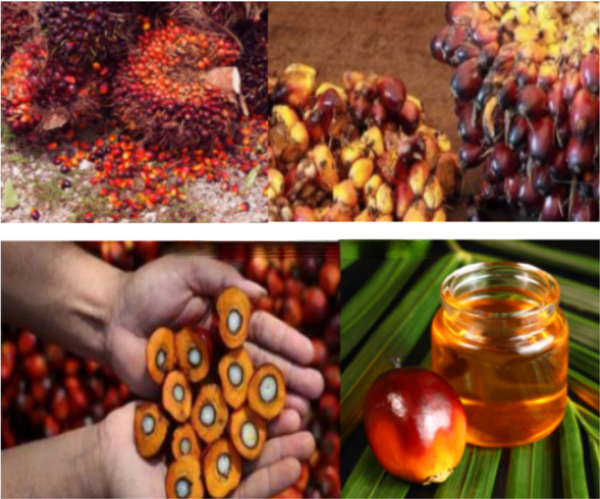 Nigeria mini palm oil processing machine to make palm oil