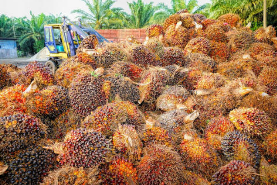 Nigeria mini palm oil processing machine to make palm oil