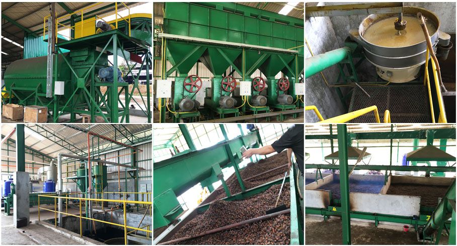 establish palm oil processing plant
