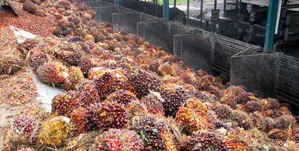 palm oil production fruit reception equipment