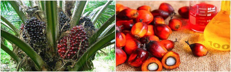 palm oil benefits 